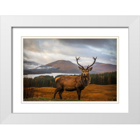 Scottish Stag White Modern Wood Framed Art Print with Double Matting by Popan, Adrian