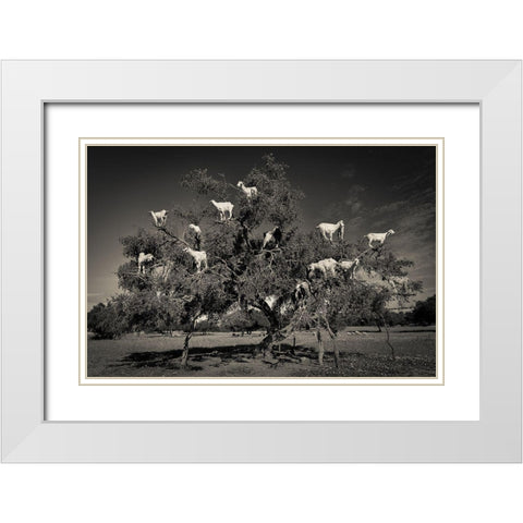 Argan Loving Goats White Modern Wood Framed Art Print with Double Matting by Puebla, Dario