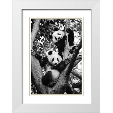 Panda World 1 White Modern Wood Framed Art Print with Double Matting by Chengzhou, Zhou