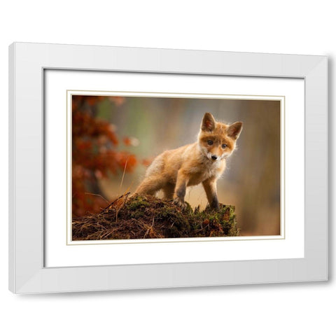Fox White Modern Wood Framed Art Print with Double Matting by Adamec, Robert