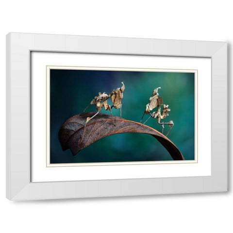 Alien Encounter White Modern Wood Framed Art Print with Double Matting by Hoffman, Jimmy