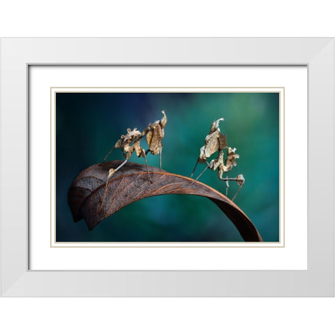 Alien Encounter White Modern Wood Framed Art Print with Double Matting by Hoffman, Jimmy