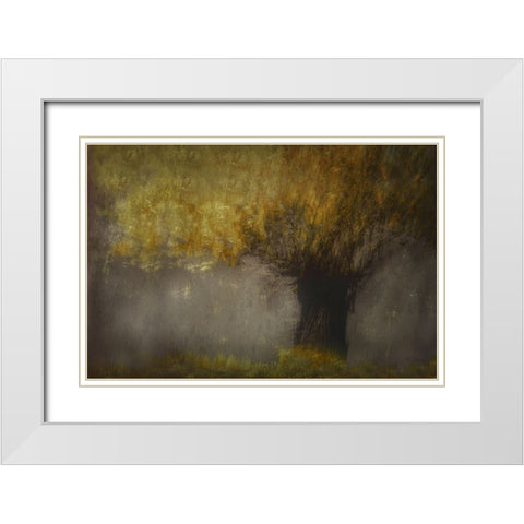 Pollard Willow White Modern Wood Framed Art Print with Double Matting by Talen, Nel