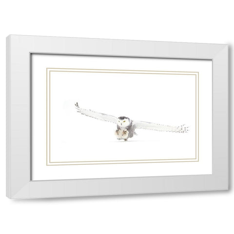 Snowy Owl Coming In For The Kill White Modern Wood Framed Art Print with Double Matting by Cumming, Jim