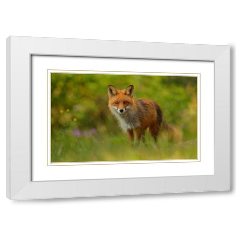 Red Fox Lady White Modern Wood Framed Art Print with Double Matting by Gavra, Assaf