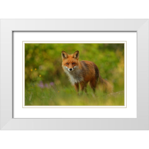 Red Fox Lady White Modern Wood Framed Art Print with Double Matting by Gavra, Assaf