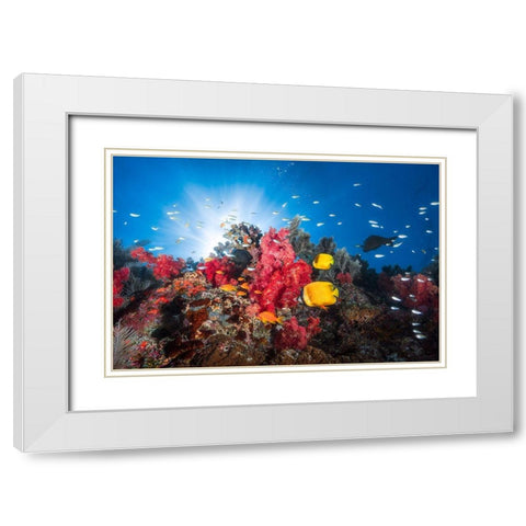 Reef Life White Modern Wood Framed Art Print with Double Matting by Gabriel, Barathieu
