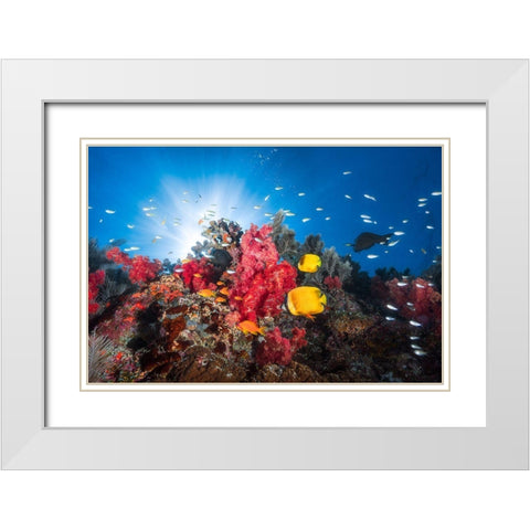 Reef Life White Modern Wood Framed Art Print with Double Matting by Gabriel, Barathieu