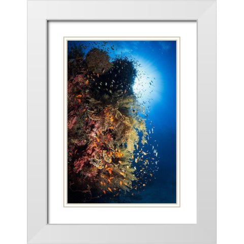 Life Explosion White Modern Wood Framed Art Print with Double Matting by Gabriel, Barathieu