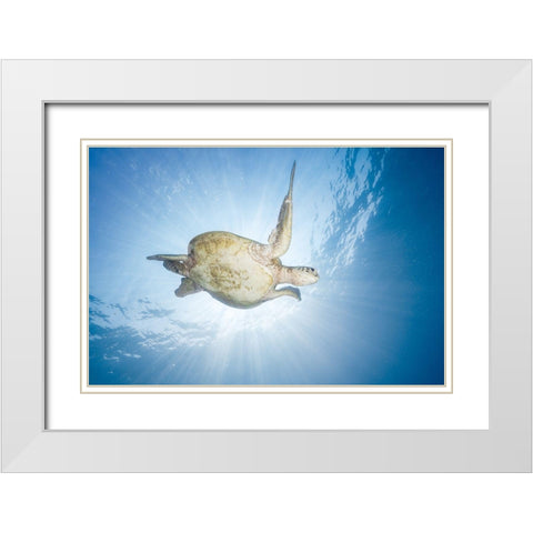 Sea Turtle - Green Turtle White Modern Wood Framed Art Print with Double Matting by Gabriel, Barathieu