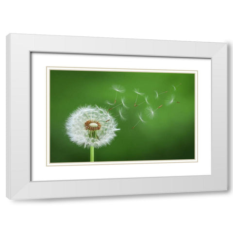 Dandelion Blowing White Modern Wood Framed Art Print with Double Matting by Hamiti, Bess