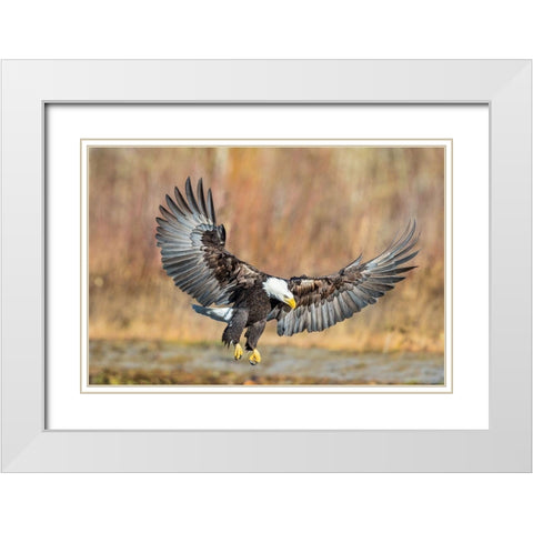 Eagle Flight White Modern Wood Framed Art Print with Double Matting by Centioli, Mike