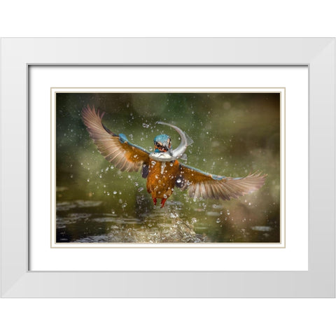 Kingfisher White Modern Wood Framed Art Print with Double Matting by Ghizzi Panizza, Alberto