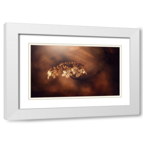 Withe Hydrangea White Modern Wood Framed Art Print with Double Matting by Suzuki, Takashi