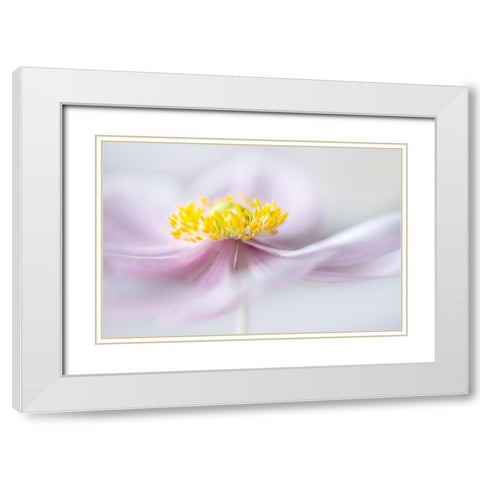 Anemone White Modern Wood Framed Art Print with Double Matting by Disher, Mandy