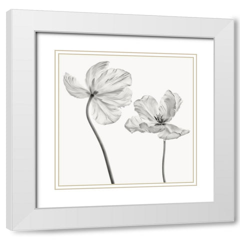 Same Tulip : Front- And Backview White Modern Wood Framed Art Print with Double Matting by Gronkjar, Lotte