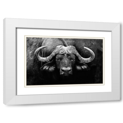 The Stare White Modern Wood Framed Art Print with Double Matting by Wildphotoart