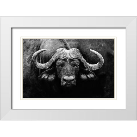The Stare White Modern Wood Framed Art Print with Double Matting by Wildphotoart