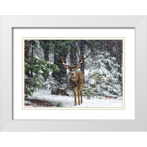 Snow Storm And The Buck Deer White Modern Wood Framed Art Print with Double Matting by Reames, Teri