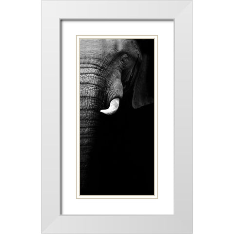 Elephant Portrait White Modern Wood Framed Art Print with Double Matting by Wildphotoart