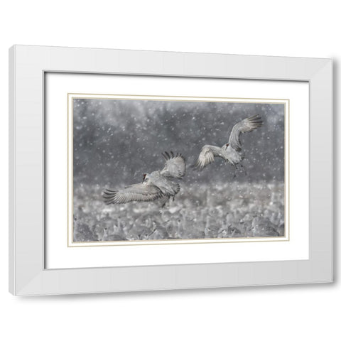 Step Aside! White Modern Wood Framed Art Print with Double Matting by Wang, Kevin