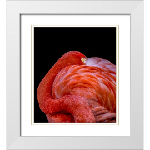 Flamingo White Modern Wood Framed Art Print with Double Matting by Coenders, Chris