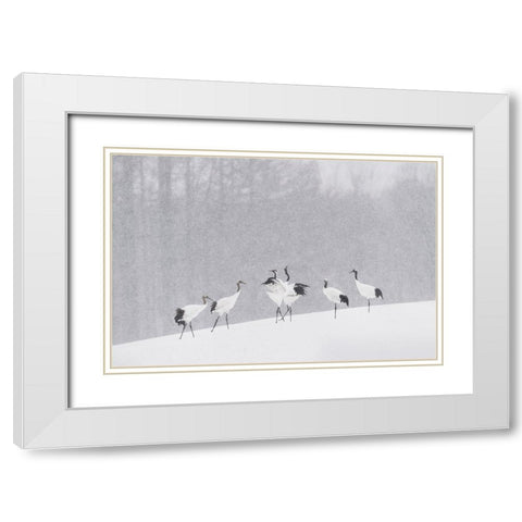 Japanese Cranes White Modern Wood Framed Art Print with Double Matting by Marchegiani, Roberto