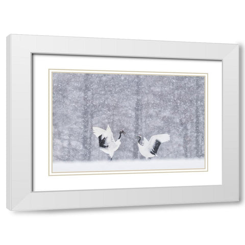 Japanese Cranes White Modern Wood Framed Art Print with Double Matting by Marchegiani, Roberto
