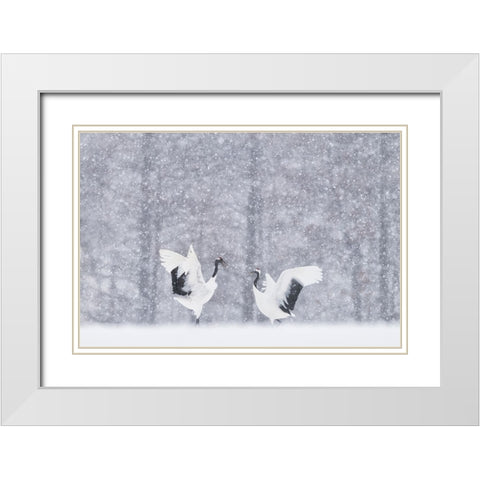 Japanese Cranes White Modern Wood Framed Art Print with Double Matting by Marchegiani, Roberto