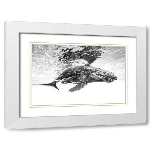 Humpback whale calf White Modern Wood Framed Art Print with Double Matting by Gabriel, Barathieu