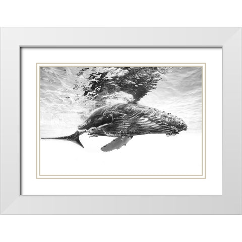 Humpback whale calf White Modern Wood Framed Art Print with Double Matting by Gabriel, Barathieu