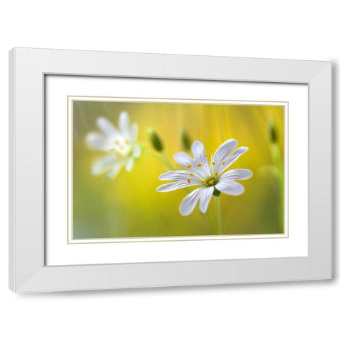 Stitchwort White Modern Wood Framed Art Print with Double Matting by Disher, Mandy