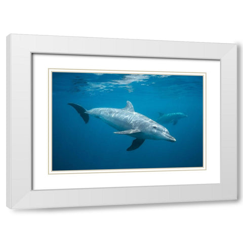 Curious Dolphin White Modern Wood Framed Art Print with Double Matting by Gabriel, Barathieu