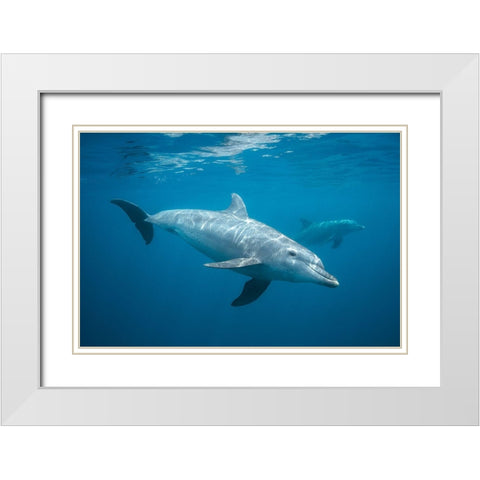 Curious Dolphin White Modern Wood Framed Art Print with Double Matting by Gabriel, Barathieu