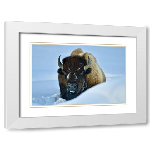 Winter Bison White Modern Wood Framed Art Print with Double Matting by Suradji, Surjanto