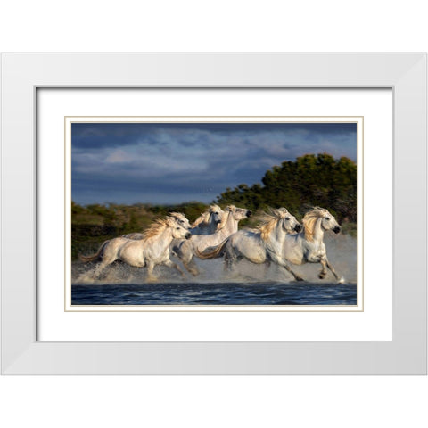 Horses Running Through The Marsh White Modern Wood Framed Art Print with Double Matting by Ortega, Xavier