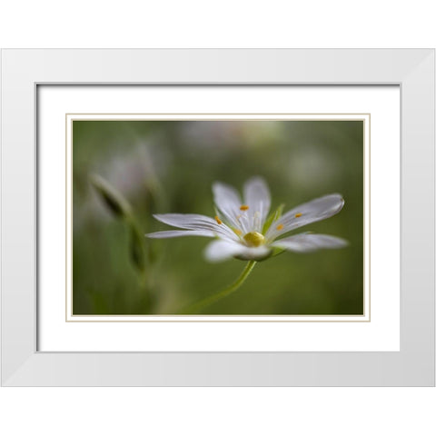 Stitchwort White Modern Wood Framed Art Print with Double Matting by Disher, Mandy