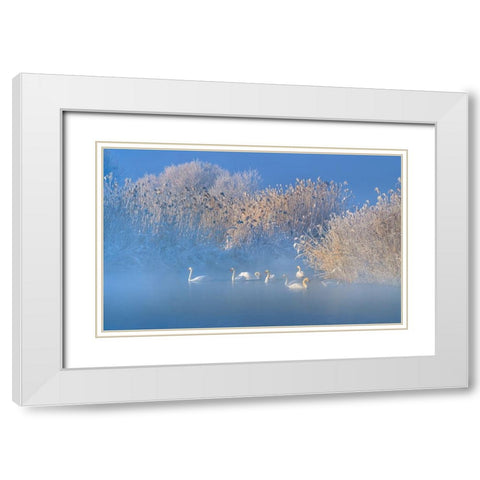 Blue Swan Lake White Modern Wood Framed Art Print with Double Matting by Zhu, Hua