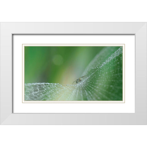 On Pearls Of Diamonds... White Modern Wood Framed Art Print with Double Matting by Dufour, Thierry