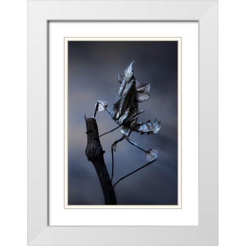 Creepy White Modern Wood Framed Art Print with Double Matting by Hoffman, Jimmy