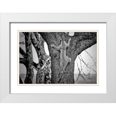 Spiderman White Modern Wood Framed Art Print with Double Matting by Merino, Nicolas