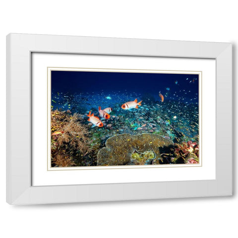 Reef Life White Modern Wood Framed Art Print with Double Matting by Gabriel, Barathieu