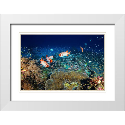 Reef Life White Modern Wood Framed Art Print with Double Matting by Gabriel, Barathieu