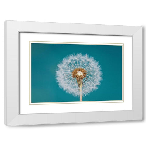 Dandelion White Modern Wood Framed Art Print with Double Matting by Hamiti, Bess