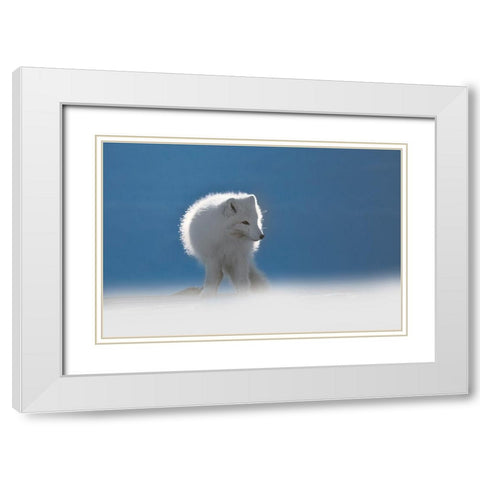 Arctic Fox White Modern Wood Framed Art Print with Double Matting by Marchegiani, Roberto