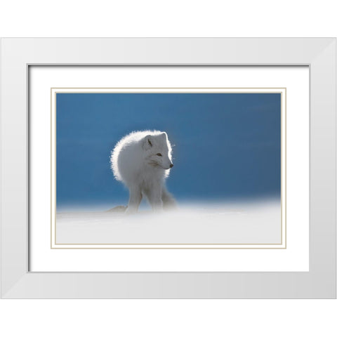 Arctic Fox White Modern Wood Framed Art Print with Double Matting by Marchegiani, Roberto