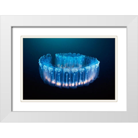 Alien Lamp - Pegea Confoederata White Modern Wood Framed Art Print with Double Matting by Semenov, Alexander