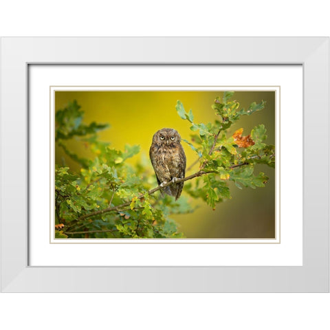 Eurasian Scops Owl White Modern Wood Framed Art Print with Double Matting by Zygmunt, Milan