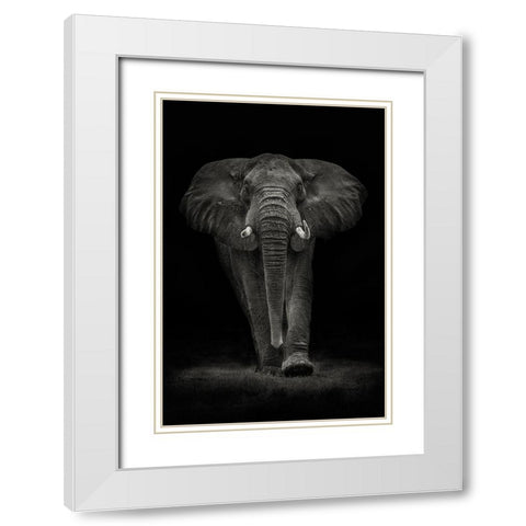Ngorongoro Bull White Modern Wood Framed Art Print with Double Matting by Moreno, Mario