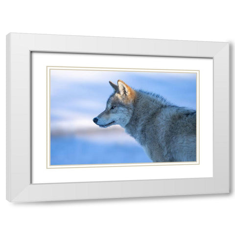 A Vigilant Wolf White Modern Wood Framed Art Print with Double Matting by Z, Bingo